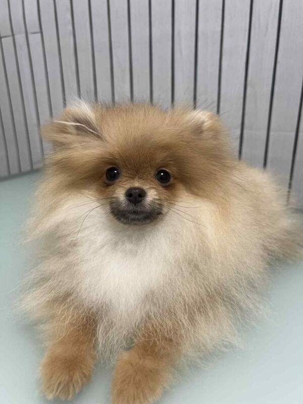 Pomeranian puppies for sale in Collier's Wood, London – 4 months old - Image 5 of 6