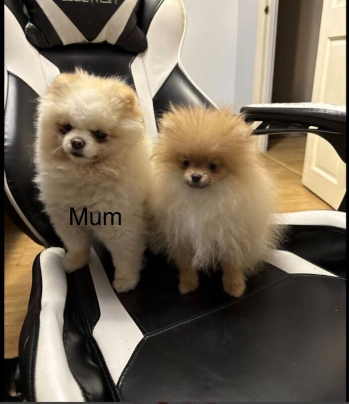 Pomeranian puppies for sale in Collier's Wood, London – 4 months old - Image 6 of 6