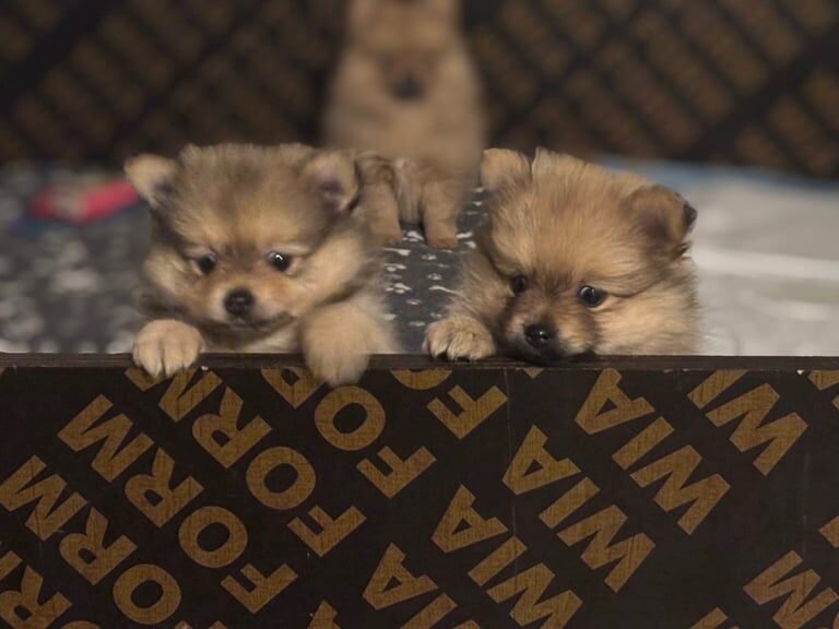 Pomeranian puppies for sale in Bradford, West Yorkshire – 7 weeks old