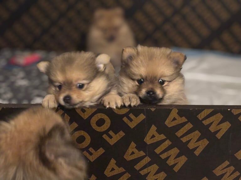 Pomeranian puppies for sale in Bradford, West Yorkshire – 7 weeks old - Image 2 of 3