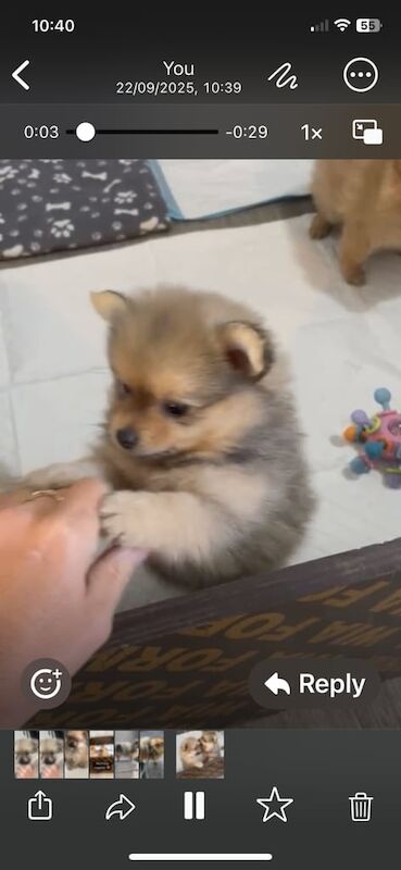 Pomeranian puppies for sale in Bradford, West Yorkshire – 7 weeks old - Image 3 of 3
