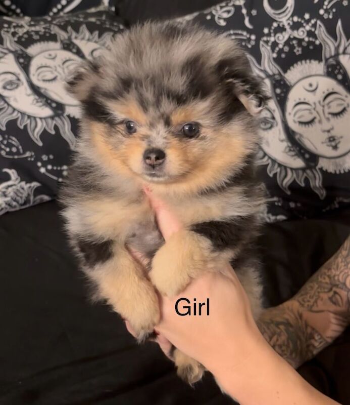 Pomeranian Puppies For Sale