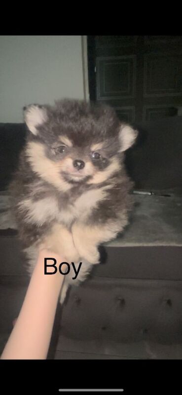 Mini Teddy Poms - Image 3 of 3