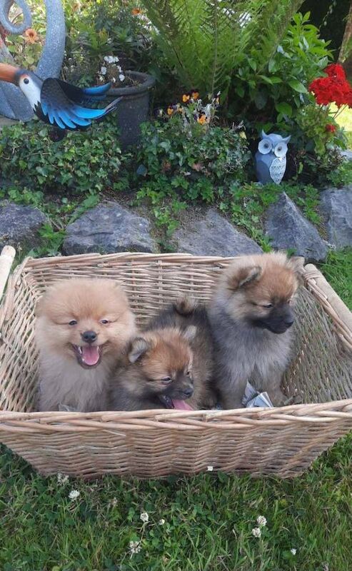 Pomeranian Puppies For Sale Under £1,000
