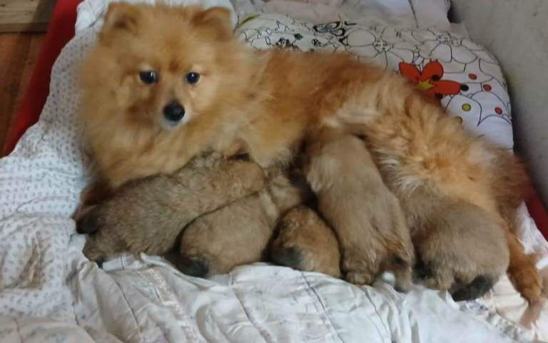 Mini Toy Pomeranians - Image 2 of 5