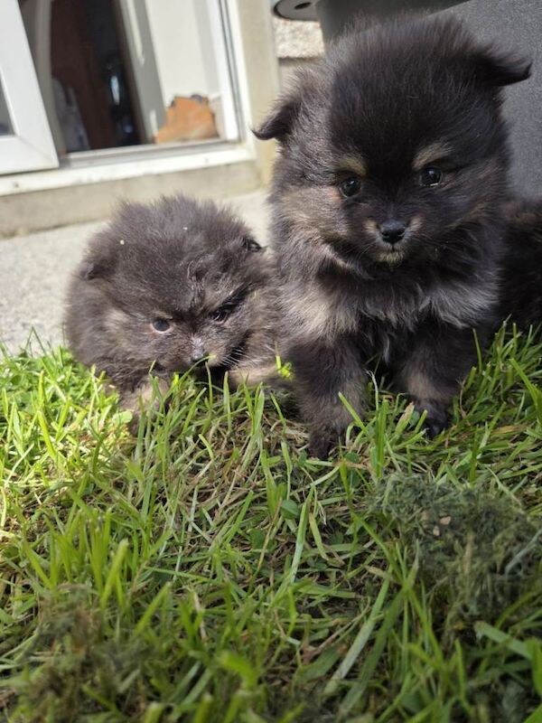 Mini Toy Pomeranians - Image 3 of 5