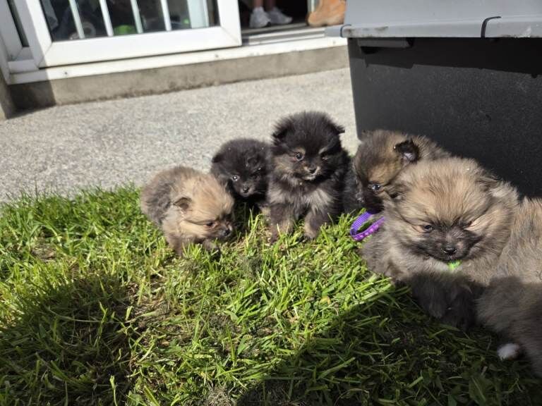 Mini Toy Pomeranians - Image 4 of 5