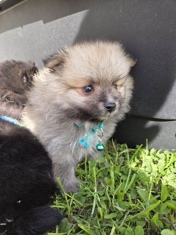 Mini Toy Pomeranians - Image 5 of 5