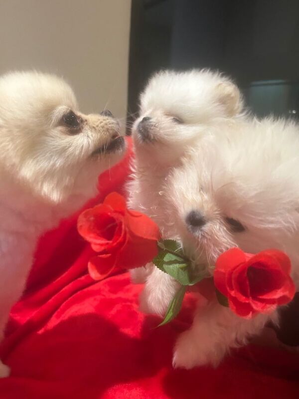 Miniature Pom Puppy's ready