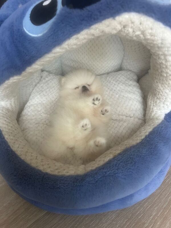 Miniature Pom Puppy’s ready - Image 2 of 4