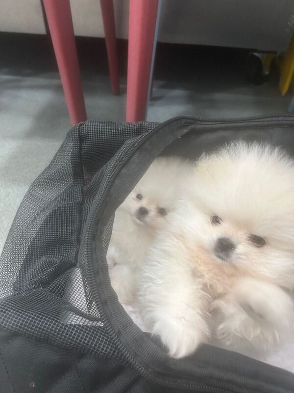 Miniature Pom Puppy’s ready - Image 3 of 4