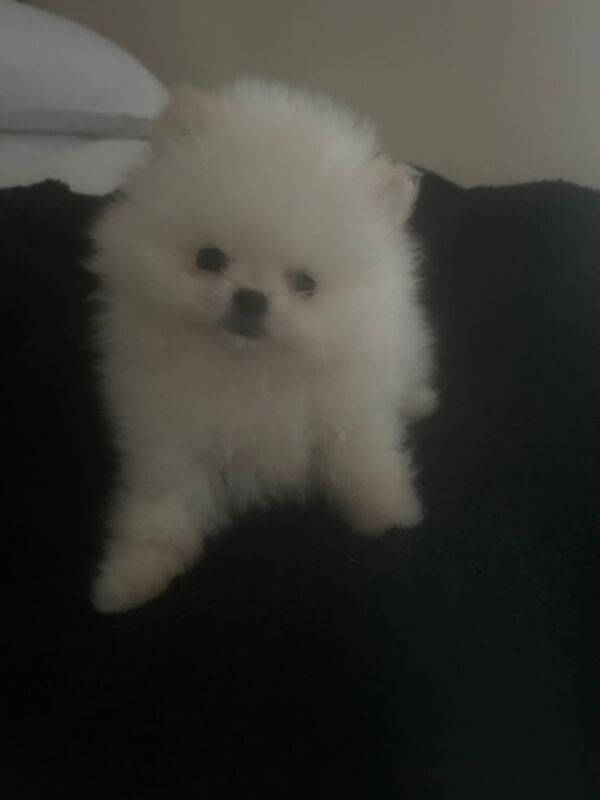 Miniature Pom Puppy’s ready - Image 4 of 4
