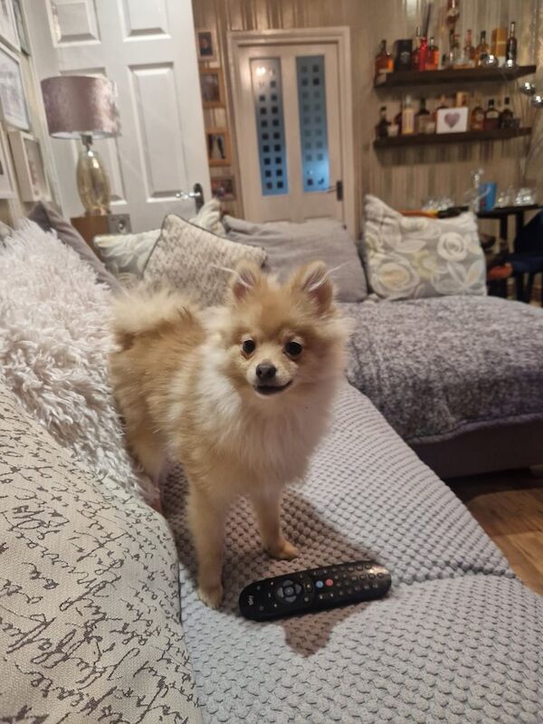 Pomeranian puppies for sale in Holywood, County Down – 1 year old - Image 2 of 3