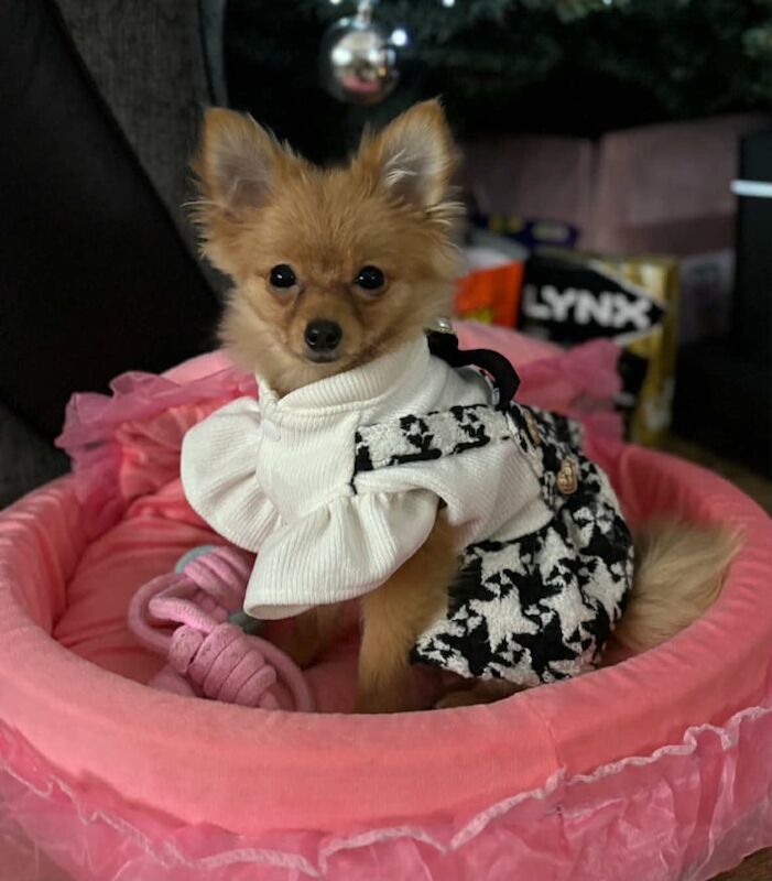 Miniature Pomeranian - Image 2 of 3