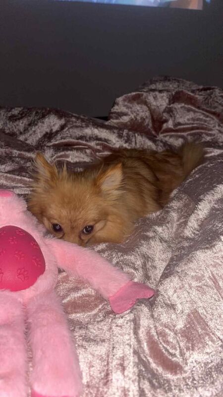 Miniature Pomeranian - Image 3 of 3