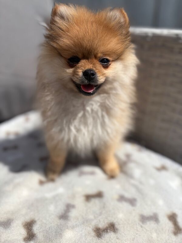 Miniature Pomeranian