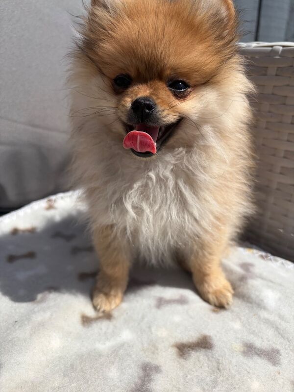 Miniature Pomeranian - Image 2 of 14