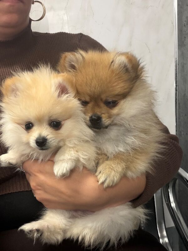 Miniature Pomeranian - Image 3 of 14