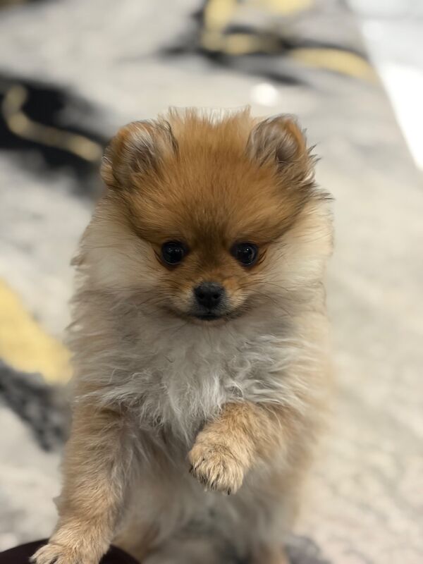 Miniature Pomeranian - Image 4 of 14