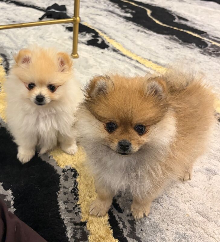 Miniature Pomeranian - Image 5 of 14