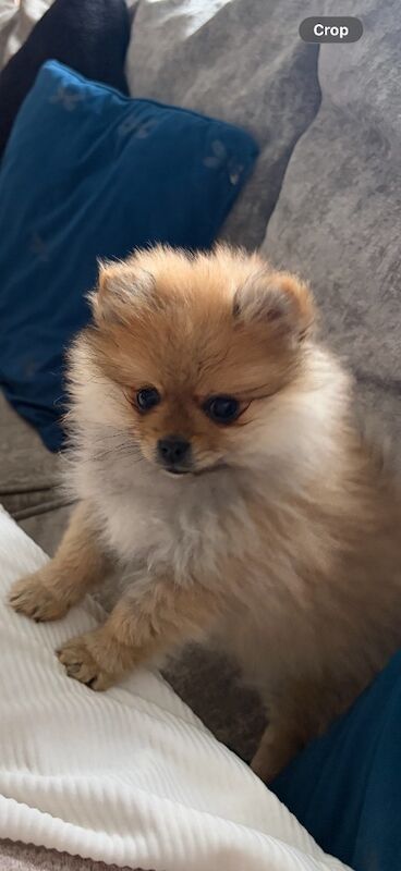 Miniature Pomeranian - Image 6 of 14