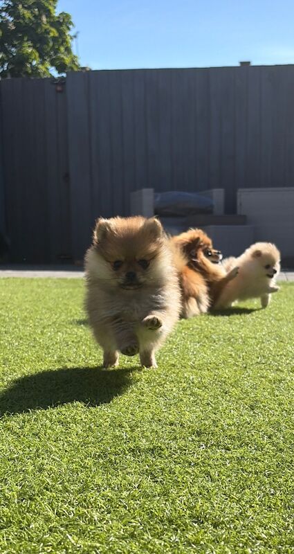 Miniature Pomeranian - Image 7 of 14