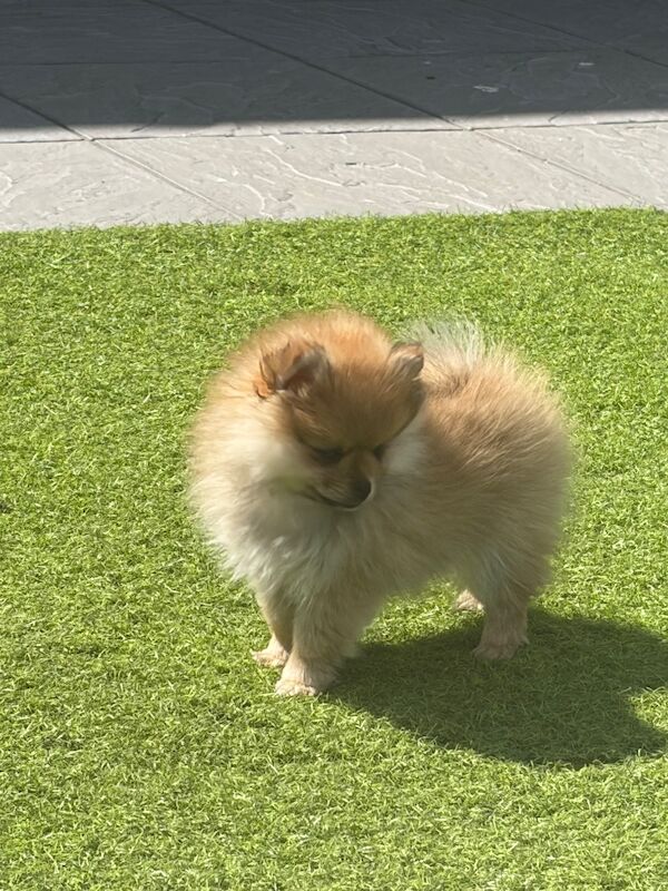 Miniature Pomeranian - Image 8 of 14