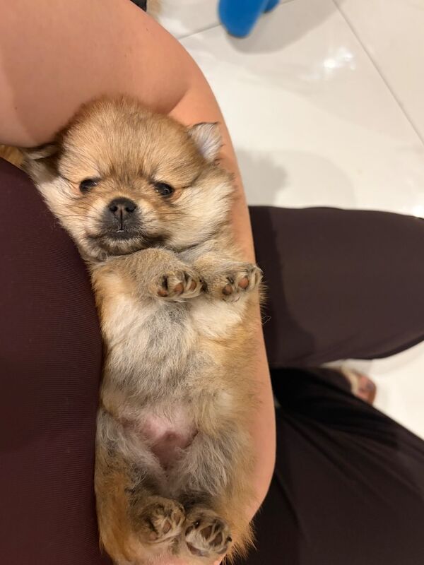 Miniature Pomeranian - Image 9 of 14