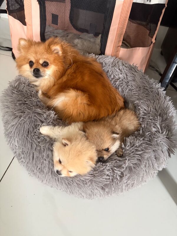 Miniature Pomeranian - Image 10 of 14