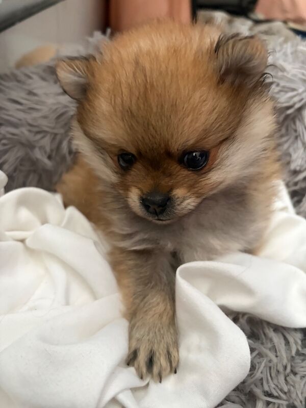 Miniature Pomeranian - Image 11 of 14