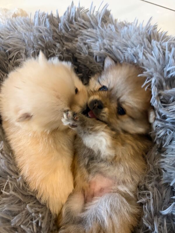 Miniature Pomeranian - Image 12 of 14
