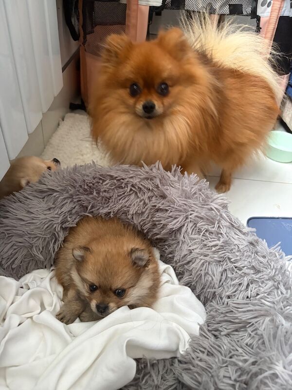 Miniature Pomeranian - Image 13 of 14