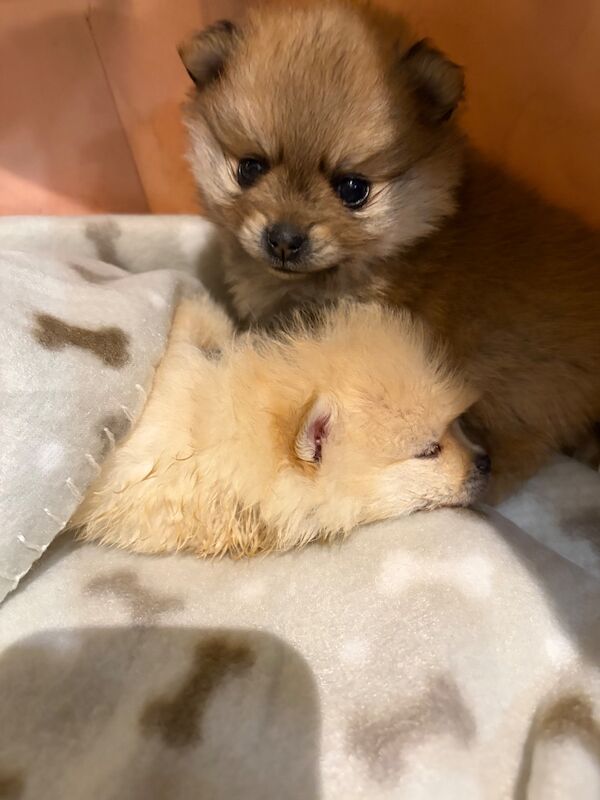 Miniature Pomeranian - Image 14 of 14