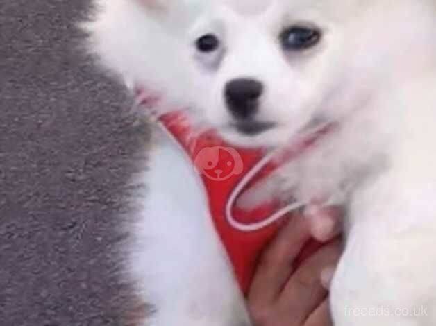 Miniature Pomeranian for sale in Peacehaven, East Sussex - Image 1