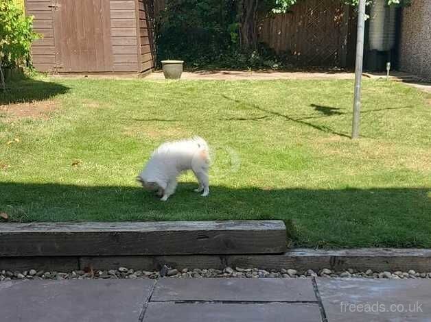 Miniature Pomeranian for sale in Peacehaven, East Sussex - Image 2