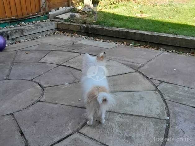 Miniature Pomeranian for sale in Peacehaven, East Sussex - Image 3