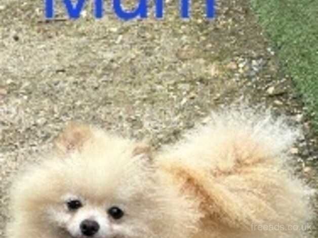 Miniature Pomeranian for sale in Peacehaven, East Sussex - Image 4