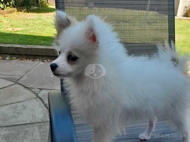 Miniature Pomeranian for sale in Peacehaven, East Sussex - Image 5