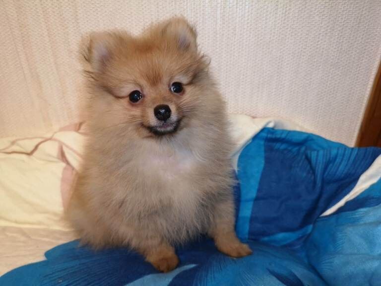 Miniature Pomeranian pup for sale.