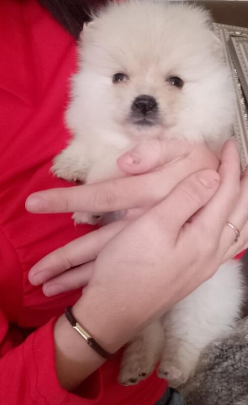 Miniature pomeranian puppies for sale in Newham, Cornwall - Image 2