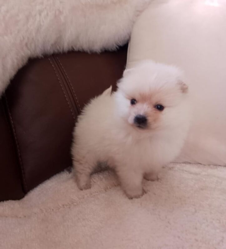 Pomeranian puppies for sale in Newham, Cornwall – 1 year old - Image 3 of 3