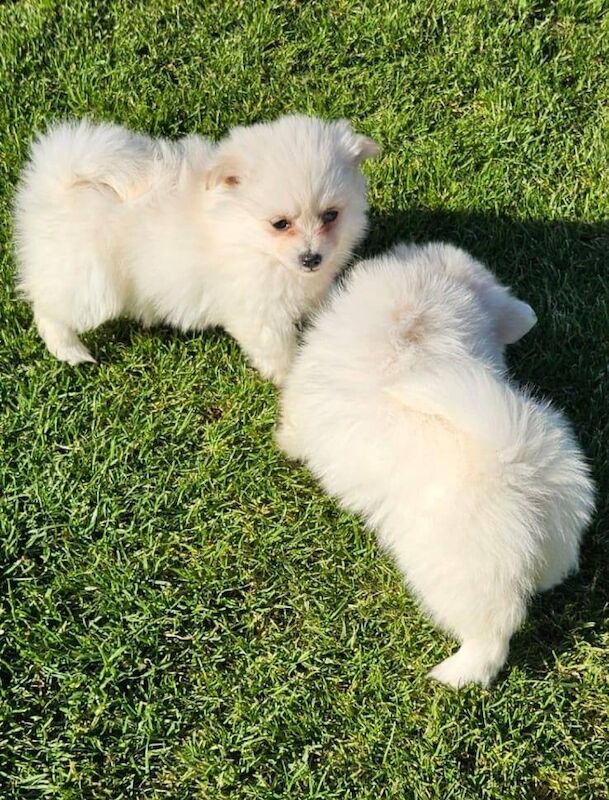 Miniature Pomeranian puppies for sale in Romford, Greater London