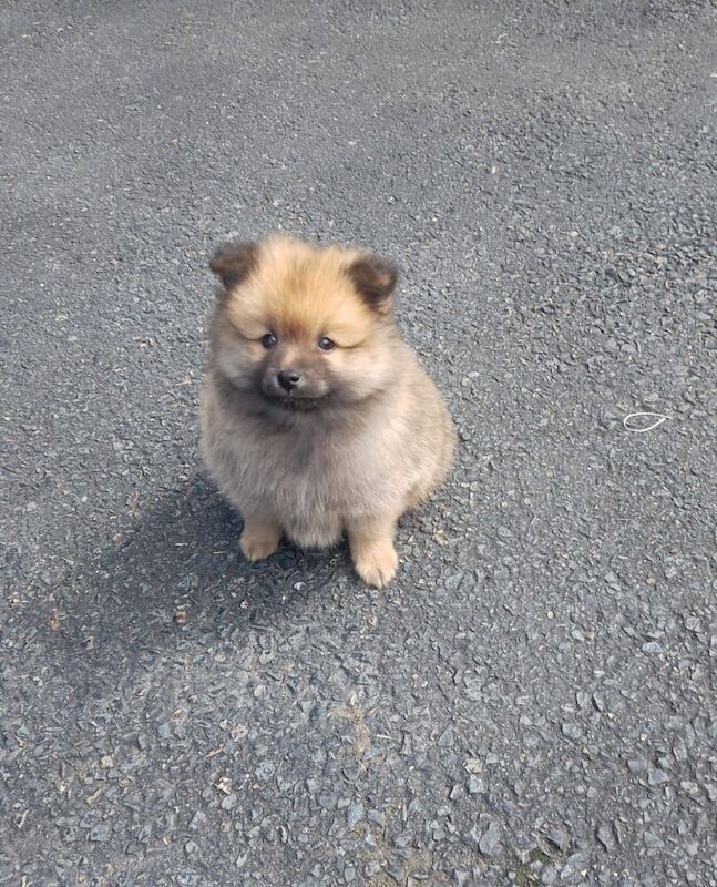 Miniature Pomeranian puppies for sale in Dagenham, Greater London