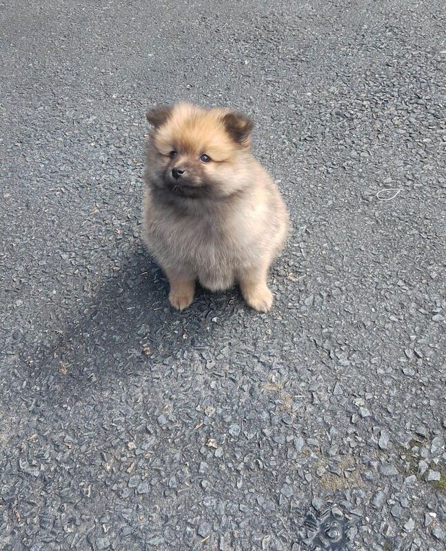 Miniature Pomeranian puppies for sale in Dagenham, Greater London | Image 2