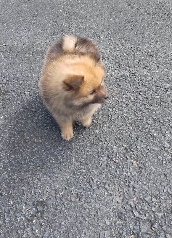 Miniature Pomeranian puppies for sale in Dagenham, Greater London | Image 3