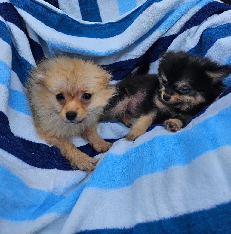 Pomeranian puppies for sale in Chingford, Greater London – 8 weeks old