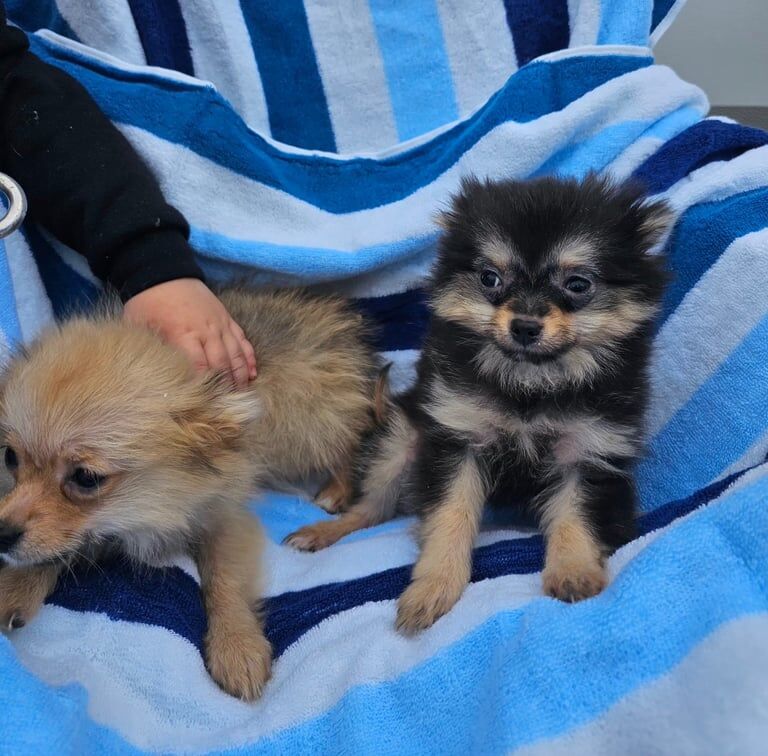 Pomeranian puppies for sale in Chingford, Greater London – 8 weeks old - Image 2 of 3