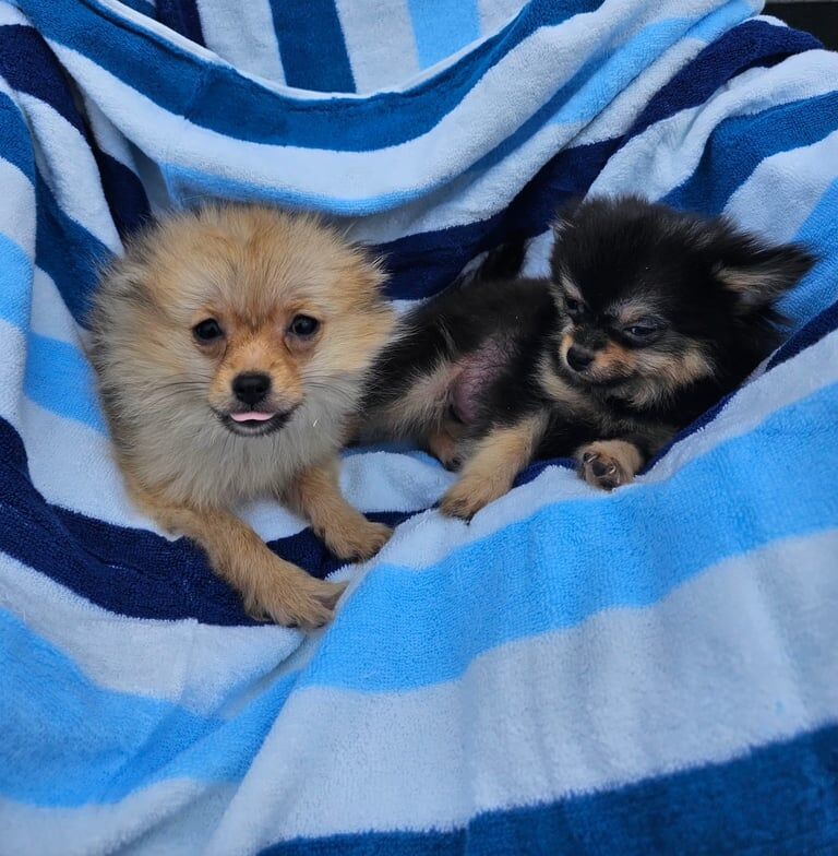 Pomeranian puppies for sale in Chingford, Greater London – 8 weeks old - Image 3 of 3