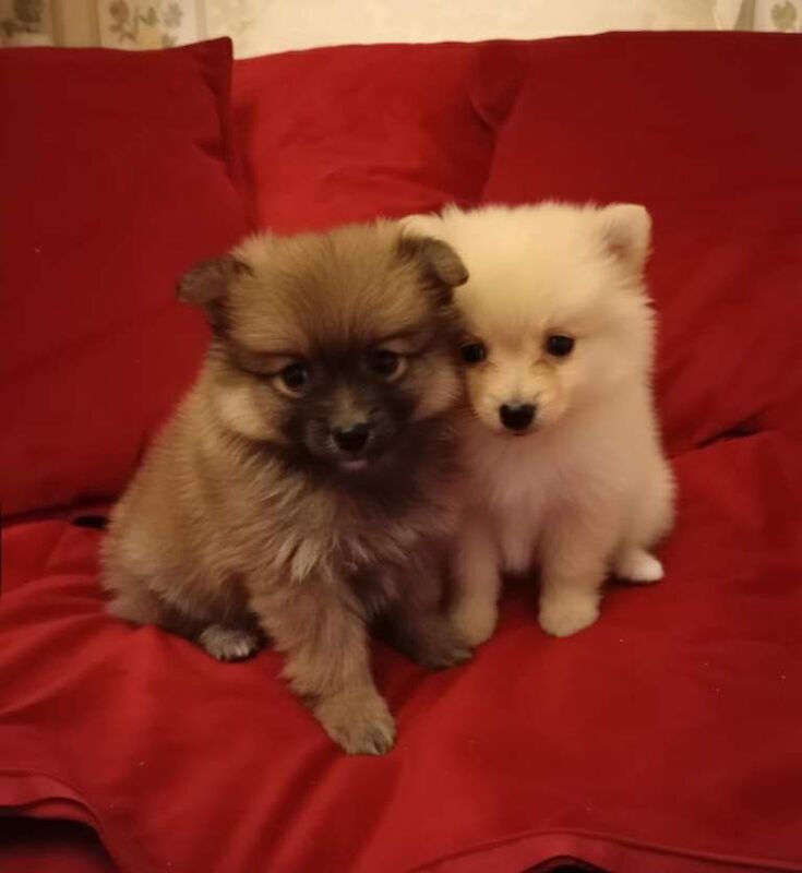 Pomeranian puppies for sale in Redbridge, Greater London – 8 weeks old - Image 2 of 6