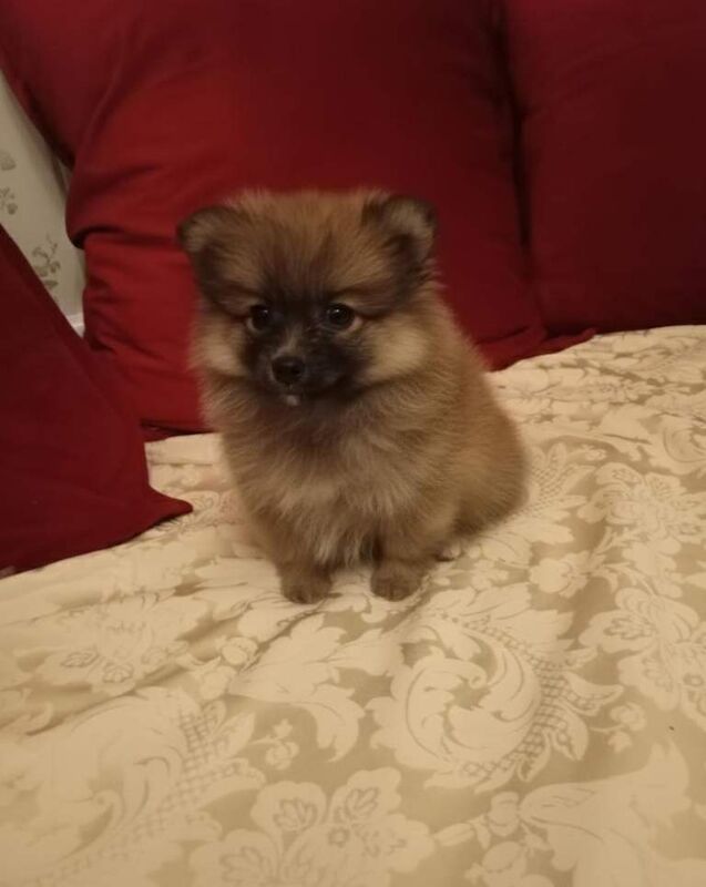 Pomeranian puppies for sale in Redbridge, Greater London – 8 weeks old - Image 5 of 6